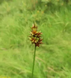 starry broomsedge thumbnail 2