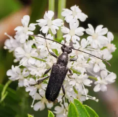 Downy Long-horned Beetle thumbnail 3