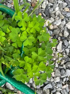 great yellow woodsorrel thumbnail 2