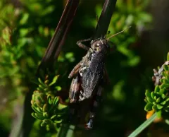 Washington Short-wing Grasshopper thumbnail 4