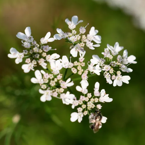 coriander