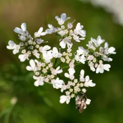 coriander thumbnail 1