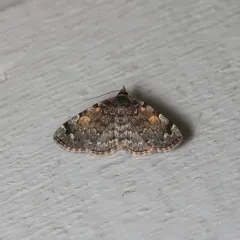 Greater Idia Moth thumbnail 1