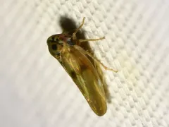 Agalliopsis peneoculata thumbnail 3