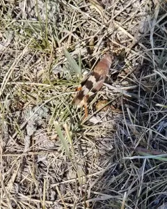 Three-banded Grasshopper thumbnail 3