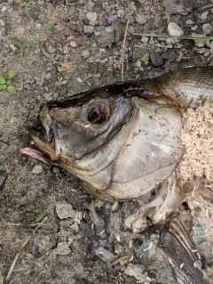 Tench thumbnail 1