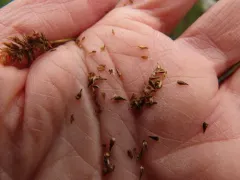 alpine nerve sedge thumbnail 4