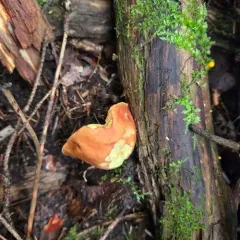 Smoothish-stemmed bolete thumbnail 4