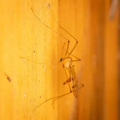 Metalimnobia triocellata thumbnail 3