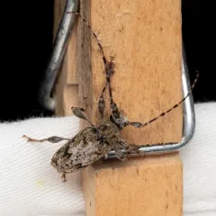 Aegomorphus modestus thumbnail 2