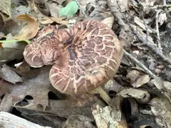 Hydnellum fagiscabrosum thumbnail 4
