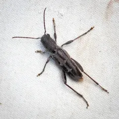 Arrowhead Borer thumbnail 4