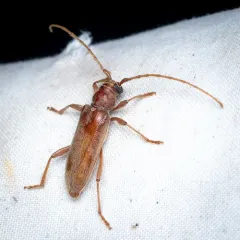 Pubescent Long-horned Beetle thumbnail 3