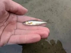 Brassy Minnow thumbnail 4