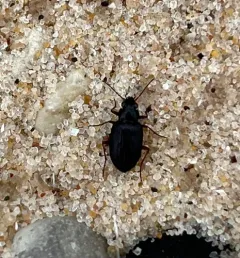 Sand-loving Bembidion Beetle thumbnail 4