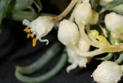 pretty dodder thumbnail 3