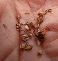 Nebraska sedge thumbnail 3