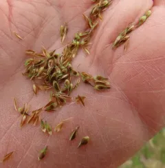 hood's sedge thumbnail 4
