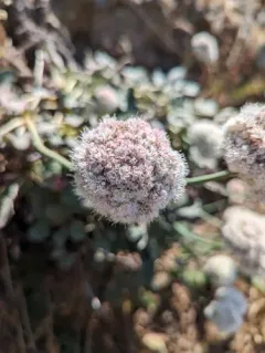 Seaside Buckwheat thumbnail 3