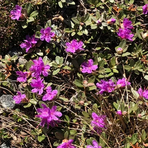 Lapland Azalea
