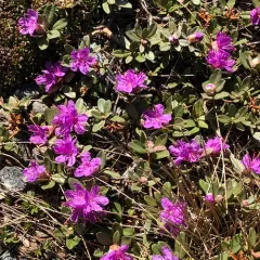 Lapland Azalea thumbnail 1