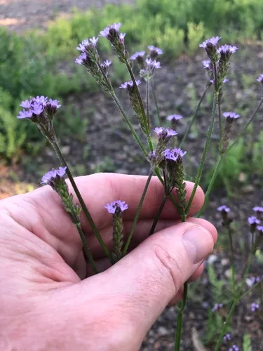 Brazilian Vervain