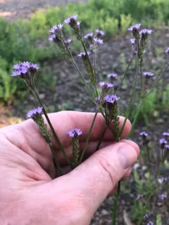 Brazilian Vervain thumbnail 1