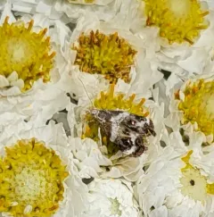 Tebenna onustana thumbnail 3