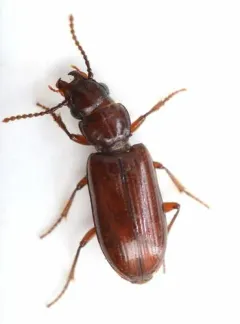 Stink Beetle thumbnail 4