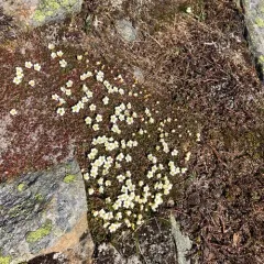 Diapensia thumbnail 2