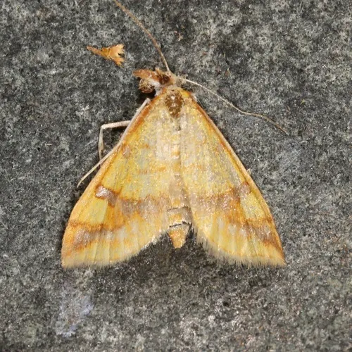 Choristostigma plumbosignalis