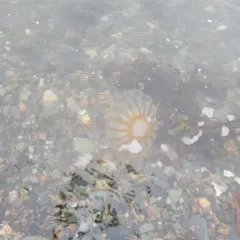 Northern Sea Nettle thumbnail 4