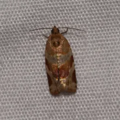 Pine Tube Moth thumbnail 2