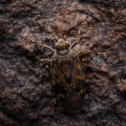 Pentacora ligata