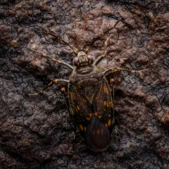Pentacora ligata thumbnail 1
