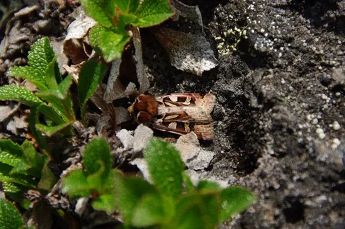 Xestia scropulana