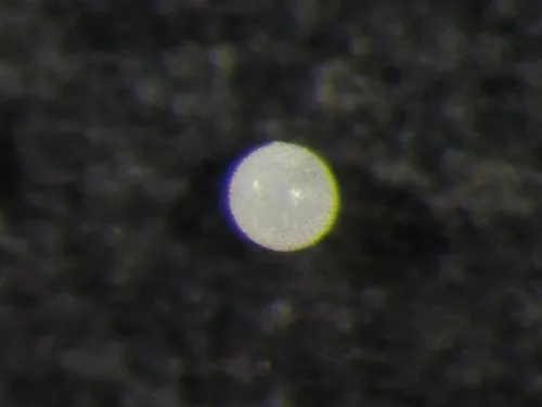 Orbulina universa