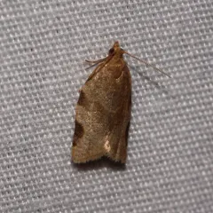 Greenish Apple Moth thumbnail 3