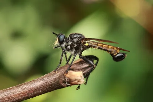 Scorpion Laphria
