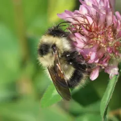 Sanderson's Bumble Bee thumbnail 4