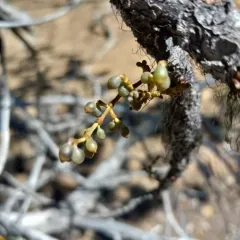 Lodgepole Pine Dwarf-Mistletoe thumbnail 3