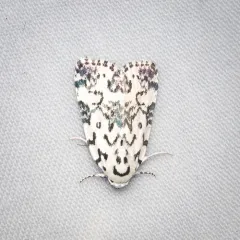 Hebrew Moth thumbnail 4
