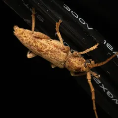 Red Oak Borer thumbnail 4