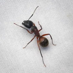 Ferruginous Carpenter Ant thumbnail 4