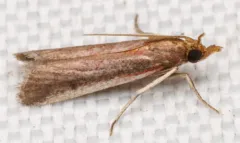 Rosy Atascosa Moth thumbnail 3