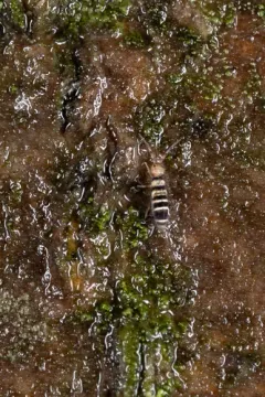 Orchesella hexfasciata thumbnail 3