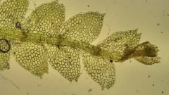 Asperifolia sullivantii thumbnail 2