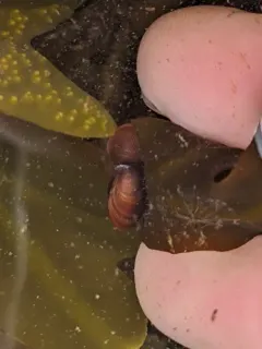 Bean Crenella thumbnail 3