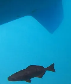 Barrelfish thumbnail 3