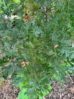 Tubakia Leaf Blotch thumbnail 2
